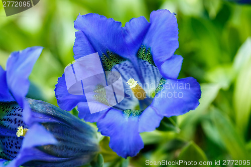 Image of Trumpet gentiana blue spring flower in garden