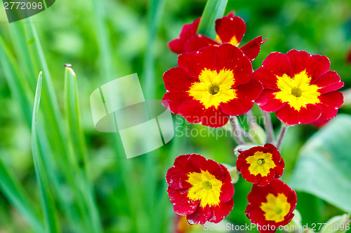 Image of closeup of beautiful red primrose