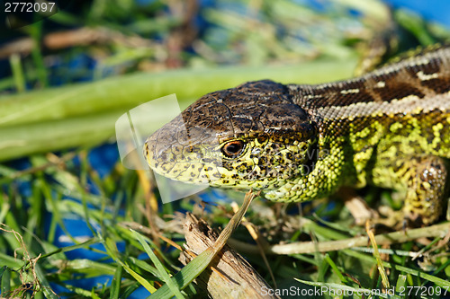 Image of small lizard Lacerta agilis