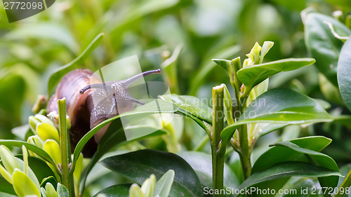 Image of small garden snail
