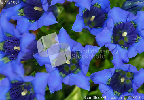 Image of Trumpet gentiana blue spring flower in garden