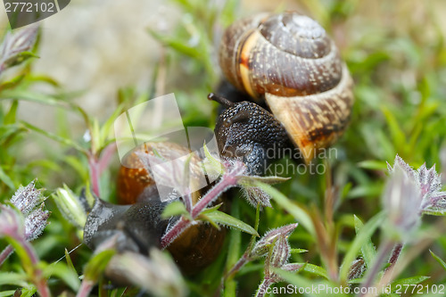 Image of small garden snail