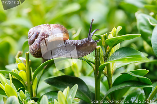 Image of small garden snail