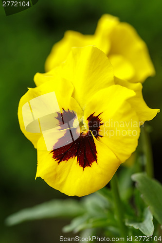 Image of yellow pansy flowers