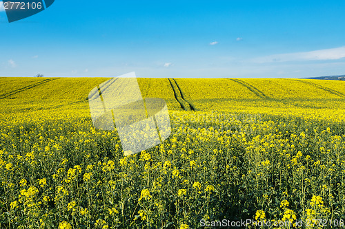 Image of Rape field