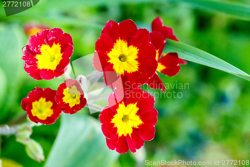 Image of closeup of beautiful red primrose