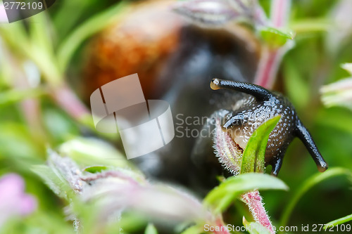 Image of small garden snail