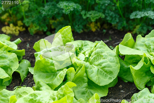 Image of Green lettuce cultivation in a greenhouse