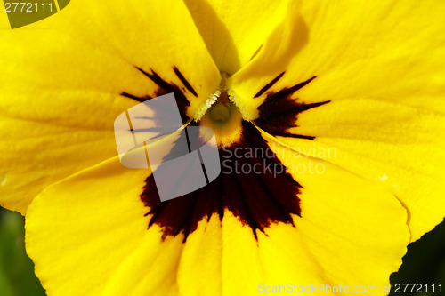 Image of yellow pansy flowers