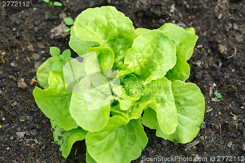 Image of Green lettuce cultivation in a greenhouse