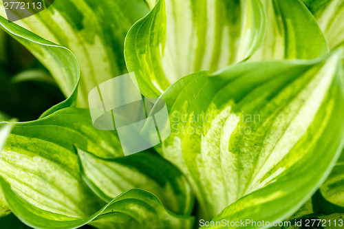 Image of green leaves texture  for background use