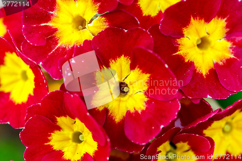 Image of closeup of beautiful red primrose