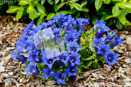 Image of Trumpet gentiana blue spring flower in garden