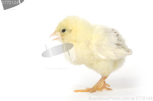 Image of Adorable Baby Chick Chicken on White Background