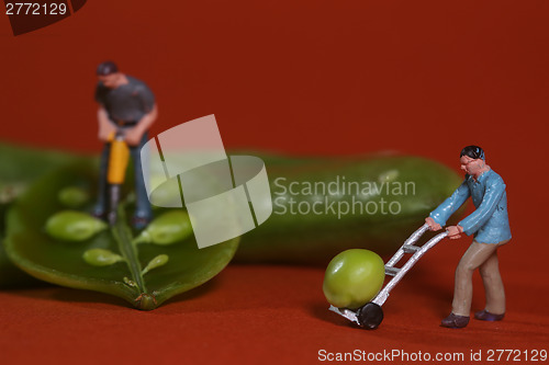 Image of Construction Workers in Conceptual Food Imagery With Snap Peas