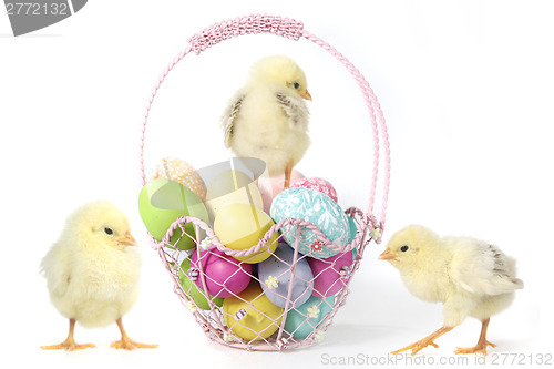 Image of Holiday Themed Image With Baby Chicks and Eggs