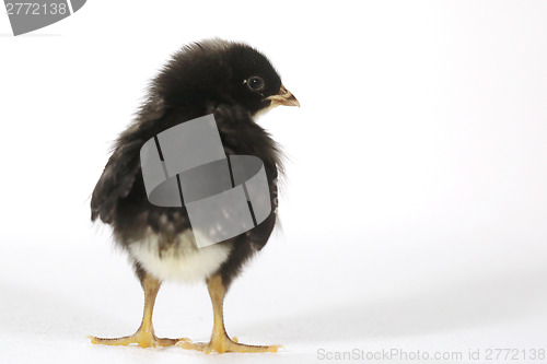 Image of Adorable Baby Chick Chicken on White Background