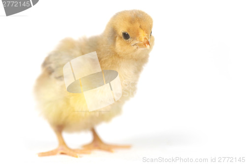 Image of Adorable Baby Chick Chicken on White Background