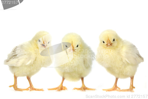 Image of Angry Baby Chicks on White Background