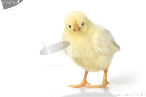 Image of Adorable Baby Chick Chicken on White Background