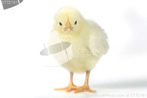 Image of Adorable Baby Chick Chicken on White Background