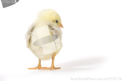 Image of Adorable Baby Chick Chicken on White Background