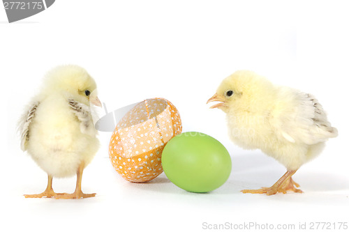 Image of Image With Baby Chicks and Eggs