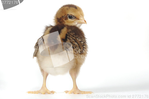 Image of Adorable Baby Chick Chicken on White Background