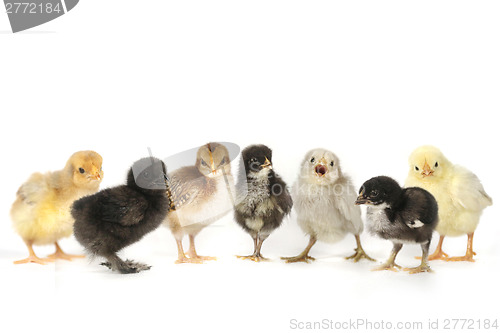 Image of Many Baby Chick Chickens Lined Up on White