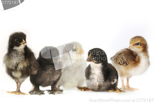 Image of Many Baby Chick Chickens Lined Up on White