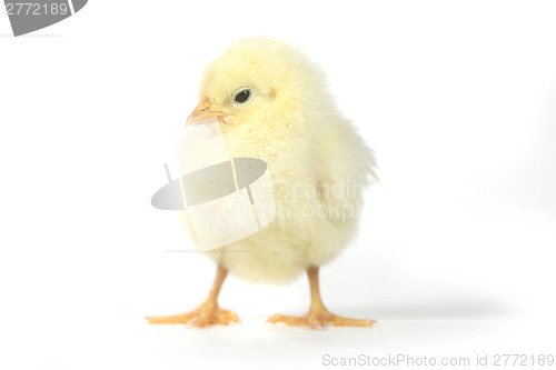 Image of Adorable Baby Chick Chicken on White Background