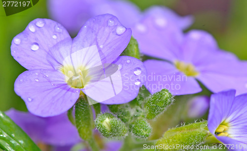 Image of pansy flowers 