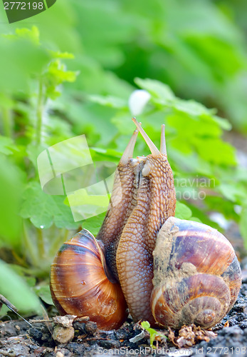Image of love snails