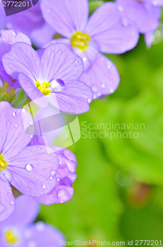 Image of Lilac pansy flowers