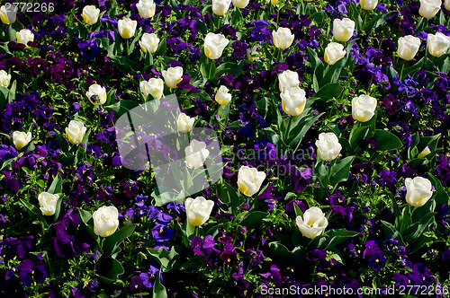 Image of Some ornamental spring flowers.