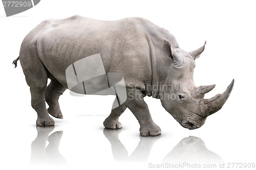 Image of Rhino isolated