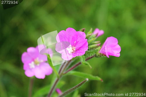 Image of three pink flowers