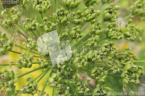 Image of big umbels of Heracleum