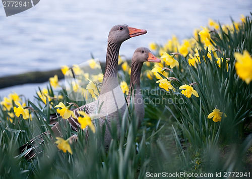 Image of two geese on flowers background