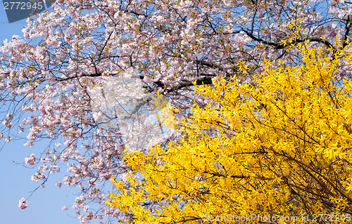 Image of spring blooming trees