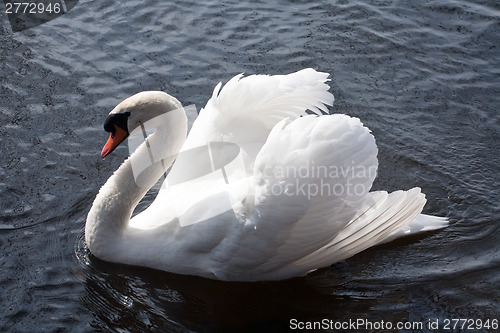 Image of white swan closeup