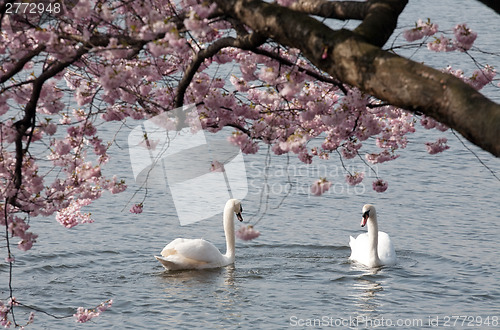 Image of two white swans under blooming tree