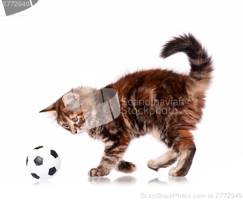 Image of Kitten with ball