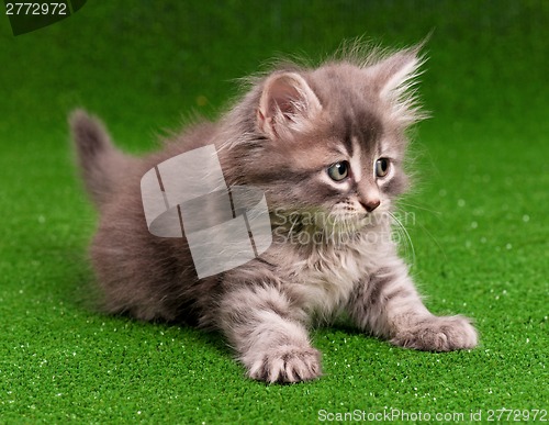 Image of Cute kitten