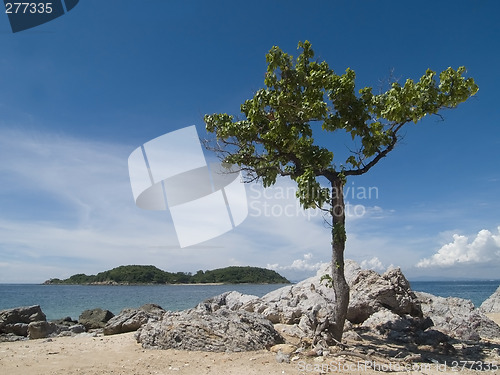 Image of Tree on the beach