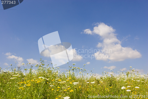 Image of Summer sky an meadow