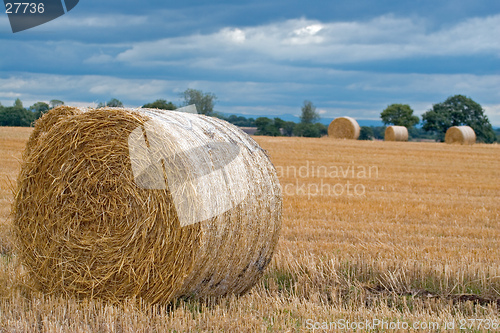 Image of Harvest