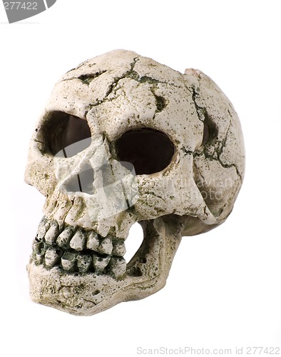 Image of skull