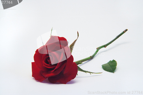 Image of Red rose