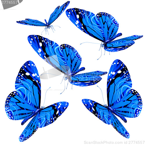 Image of Butterflies